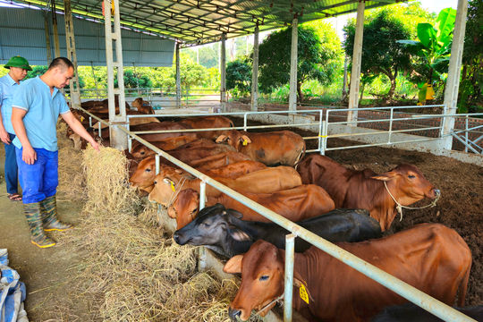 Hội Nông dân xã Vật Lại đồng hành với hội viên phát triển nông nghiệp xanh, bền vững
