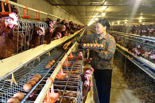 Xã Ứng Thiên phát huy hiệu quả các mô hình kinh tế