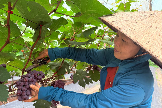Dấu ấn phụ nữ trong đổi mới nông nghiệp