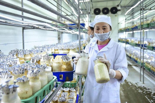 Nông sản Việt Nam và yêu cầu nâng sức cạnh tranh