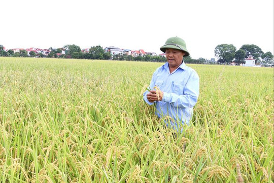 Nâng chất lượng, tăng giá trị sản xuất lúa gạo