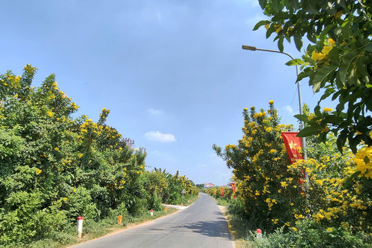 Đẹp ngỡ ngàng đường hoa chuông nở vàng rực rỡ ở Đoài Phương