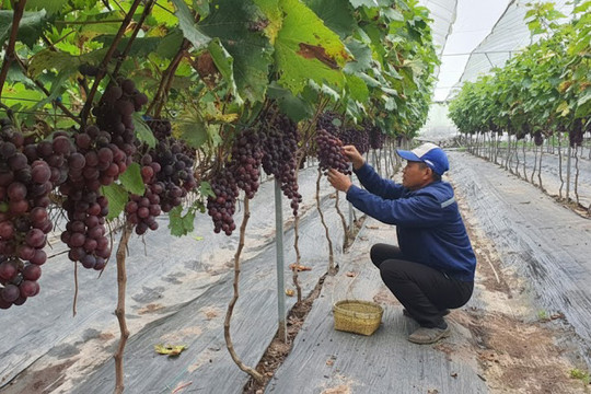 Xây dựng các mô hình nông nghiệp xanh gắn với bảo vệ môi trường