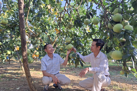 Ông Lập ghép cây, nâng giá trị bưởi OCOP ở Yên Bài