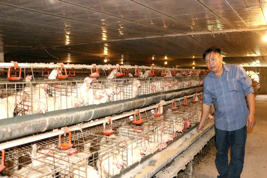 Xã Mỹ Đức: Hội viên nông dân làm giàu nhờ nuôi gà Ai Cập