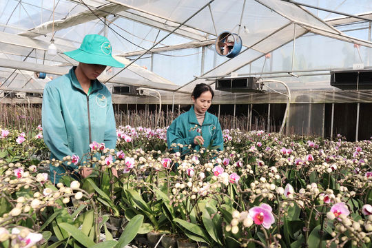 Đan Phượng hướng đến đô thị xanh, thông minh trong nông thôn mới