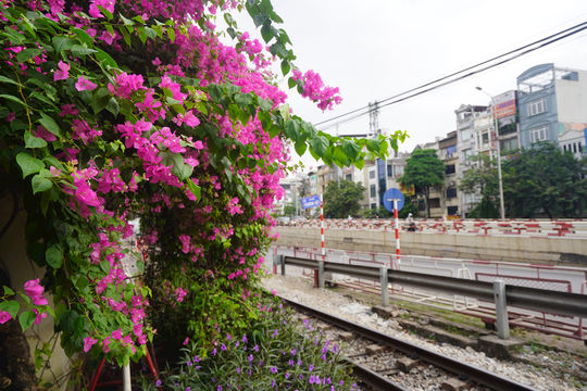 Níu mùa thu với hoa giấy đường tàu