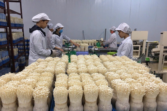 Nông nghiệp Hà Nội chuyển mạnh từ sản lượng sang giá trị