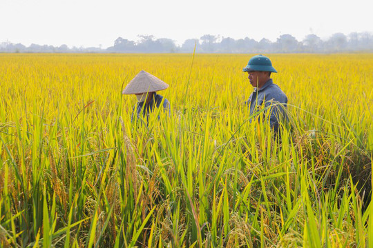 Xã Kiều Phú đưa công nghệ xuống đồng ruộng
