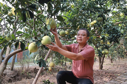OCOP từ vườn bưởi Phúc Trạch trên đất Hà Nội