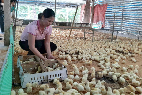 Hội Nông dân xã Kiều Phú sử dụng hiệu quả nguồn vốn ưu đãi
