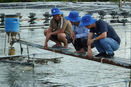 Ngành tôm Cà Mau tăng trưởng, hướng tới giá trị bền vững