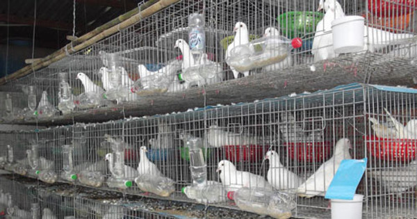 Bồ câu gà mỹ màu trắng  Bồ câu gà mỹ cung cấp bồ cầu gà tại Hồ Chí Minh  Toàn quốc
