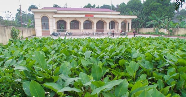 BAN DÂN TỘC TỈNH LÀO CAI THĂM MÔ HÌNH LIÊN KẾT TRỒNG CÂY ĂN QUẢ TẠI TỈNH  SƠN LA