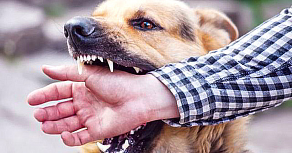 Những triệu chứng nào xảy ra khi ăn thịt chó bị bệnh dại quá nhiều?

