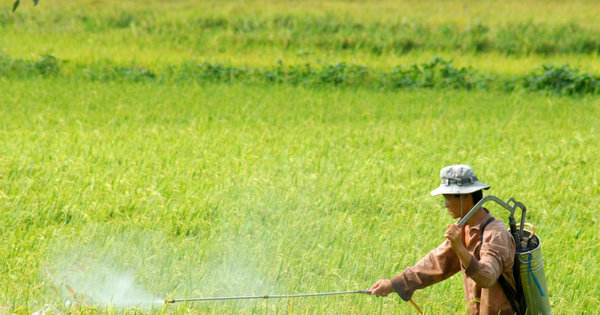 Lạm dụng thuốc bảo vệ thực vật: Hậu quả khó lường