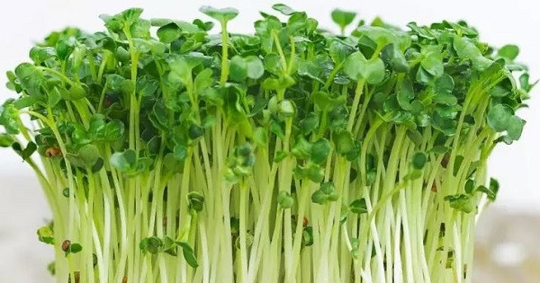 Tiềm ẩn nguy cơ ngộ độc từ rau mầm