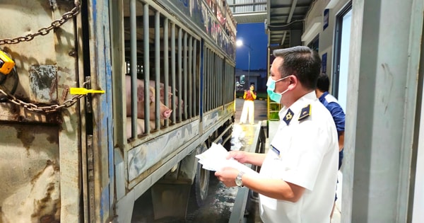 Hà Nội: Lập đoàn kiểm tra quản lý giết mổ tại 126 xã, phường