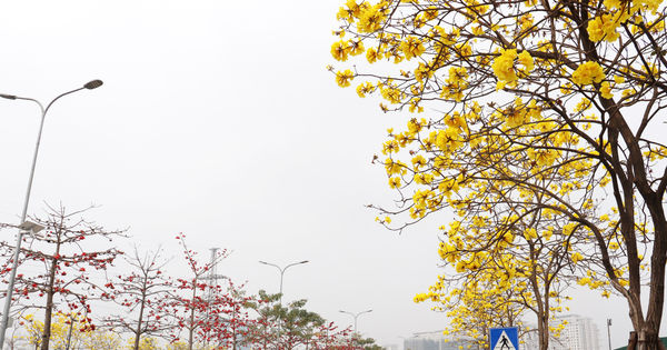 Phong linh vàng óng, mộc miên rực đỏ gọi bước chân du khách