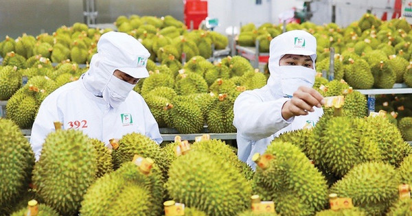 Thời cơ mới cho trái sầu riêng