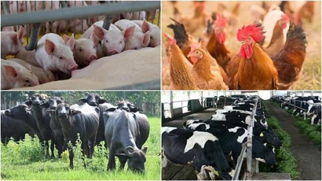 Xuất khẩu các sản phẩm chăn nuôi đạt 114,9 triệu USD