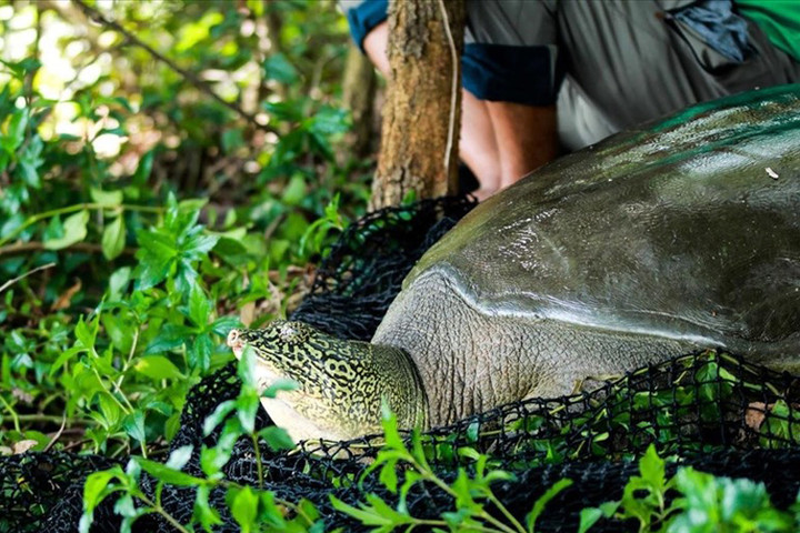 Xác nhận 1 cá thể rùa hồ Đồng Mô bị chết