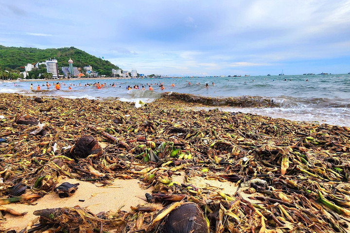 Mùa "rác biển" tái xuất tại Vũng Tàu