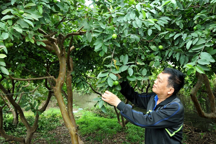 Phát triển vùng cây ăn quả chất lượng cao tại Hà Nội: Tập trung hỗ trợ người trồng