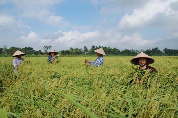 Lúa vẫn xanh tươi trên đồng đất Hà Nội