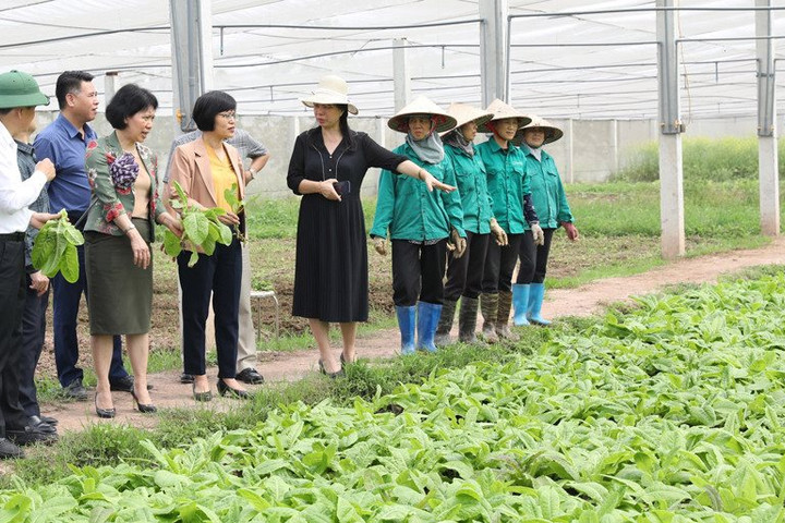 Hà Nội: Phát triển hợp tác xã gắn với tái cơ cấu nông nghiệp, nông thôn