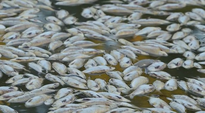 Hàng tấn cá chết dạt vào bờ biển Mexico
