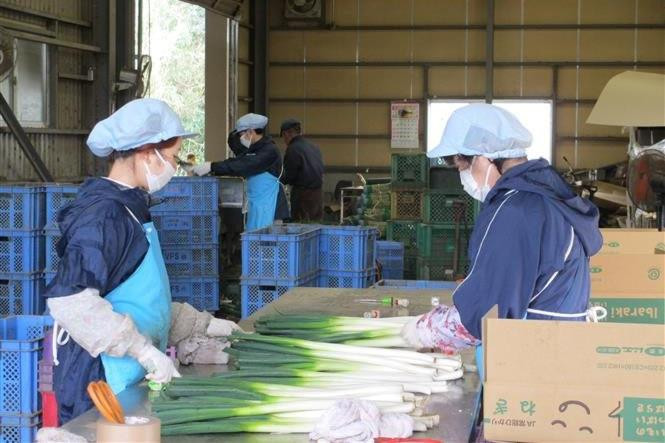 Lao động Việt Nam đi làm việc tại Nhật Bản có thể đạt 75.000-80.000 người trong năm 2023