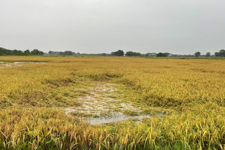 Hà Nội mưa lớn, khẩn trương bảo vệ diện tích sản xuất nông nghiệp
