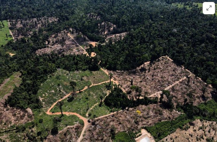 Thế giới "thất bại" trong cam kết ngăn chặn và đẩy lùi nạn phá rừng