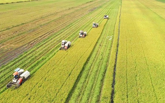 Đến 2030, hình thành 1 triệu héc-ta chuyên canh lúa chất lượng cao, phát thải thấp