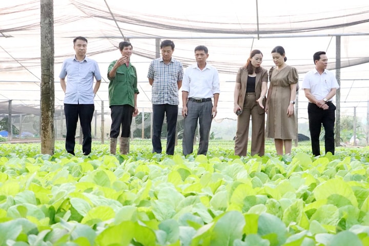 Hà Nội xây dựng những vùng rau không thuốc bảo vệ thực vật: Áp dụng tiến bộ khoa học, kỹ thuật vào sản xuất