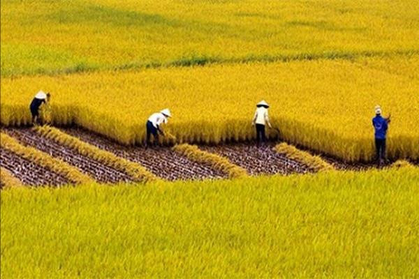 Việt Nam sẵn sàng hợp tác với các quốc gia để cung cấp lúa gạo