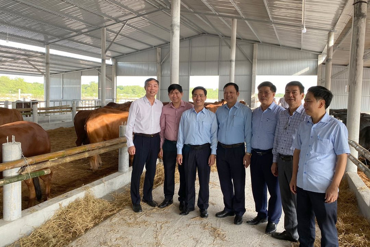 Hà Nội trao tặng tỉnh Quảng Trị giống bò chất lượng cao