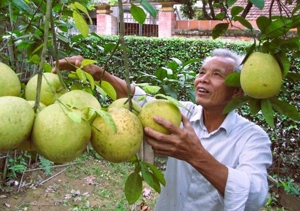 Bưởi đường La Tinh - giống quả quý Hà Nội