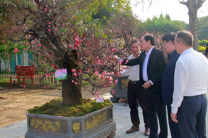 Hà Nội: Lần đầu tổ chức Hội thi hoa đào truyền thống