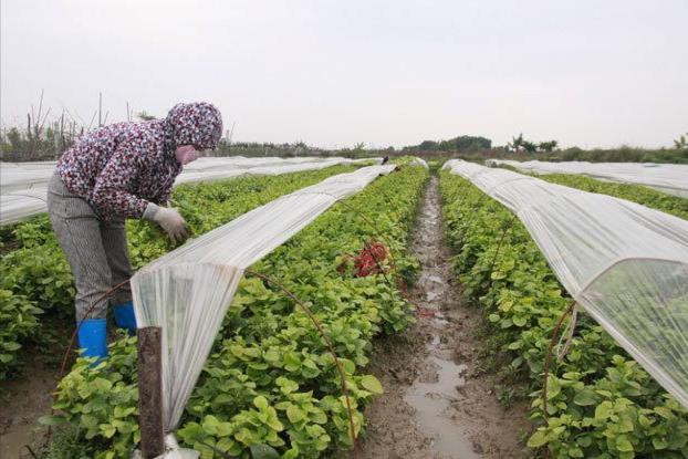 Nông dân Hà Nội bảo vệ cây trồng, vật nuôi trong giá rét