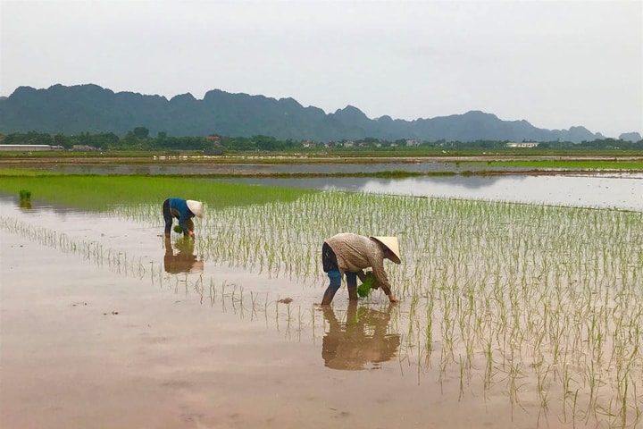 Các địa phương tích cực phòng chống rét đậm, rét hại cho cây trồng