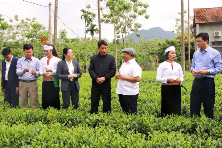 Câu lạc bộ nông dân sản xuất - kinh doanh giỏi giúp nhau làm giàu