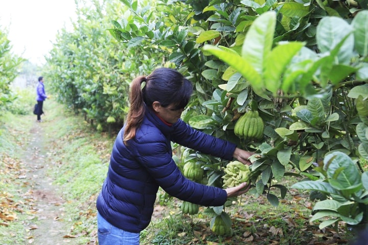 Xuân về trên những vùng quả ngọt