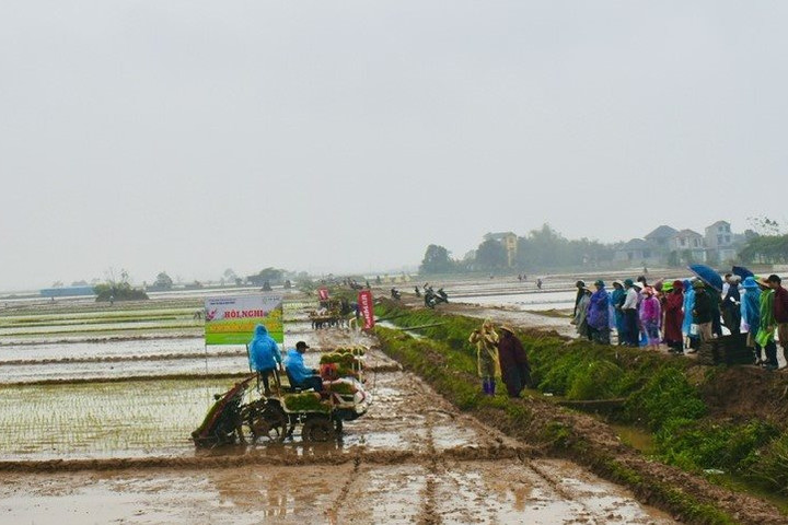 Hỗ trợ nông dân huyện Mê Linh sản xuất lúa theo hướng VietGAP