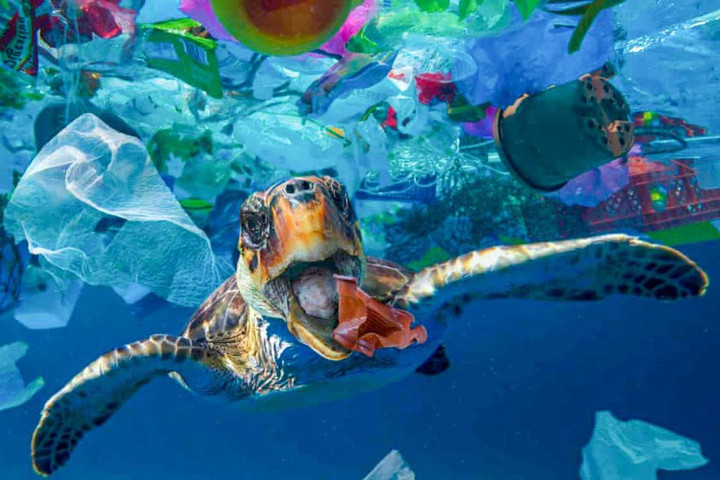 Hành động để giảm thiểu rác thải nhựa đại dương