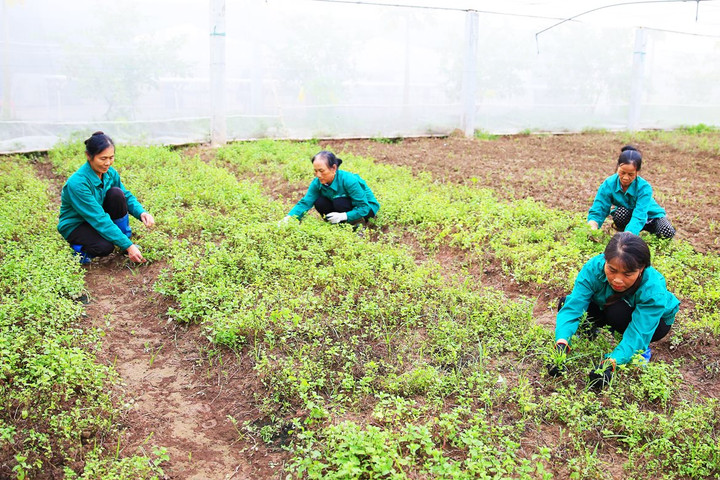 Phát triển kinh tế trang trại: Kỳ vọng là điểm sáng của nông nghiệp Hà Nội