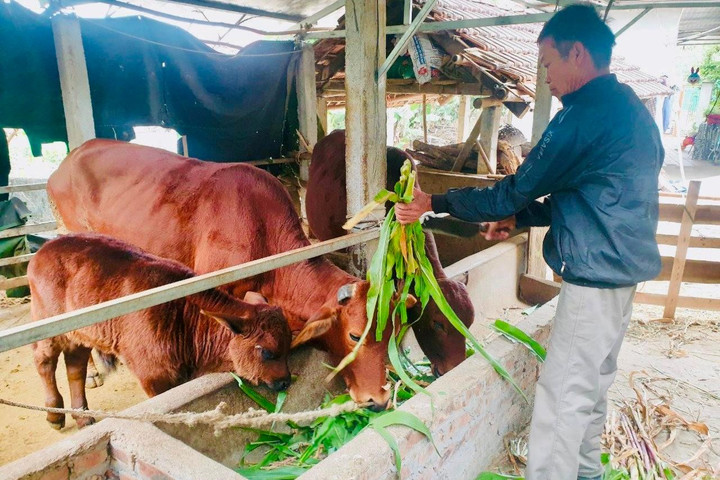Ngân hàng bò của Công ty cổ phần Ao Vua giúp gần 1.000 hộ thoát nghèo