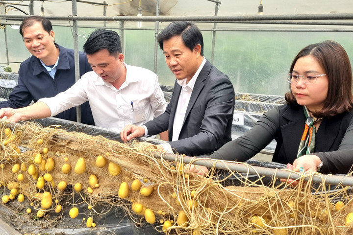 Nông dân Gia Lâm thu lãi 28 triệu đồng/ha khoai tây vụ đông xuân