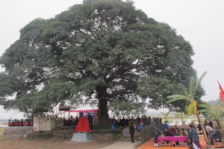 Giải Đặc biệt Cuộc thi viết về cây di sản Việt Nam trị giá 20 triệu đồng